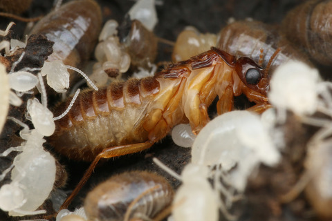 ���ƤΥ�������