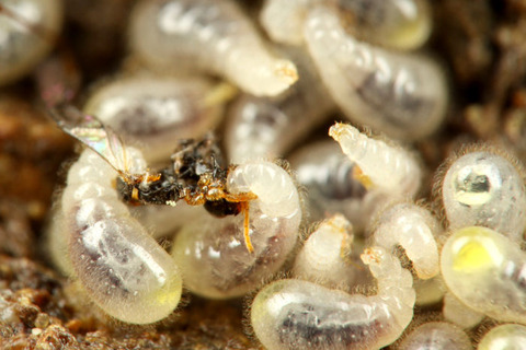 �����ʥ�����