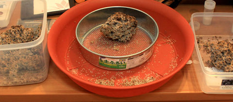 ¥¿¥¤¥ï¥ó¥·¥í¥¢¥ê