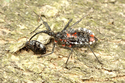 ヨコヅナサシガメ