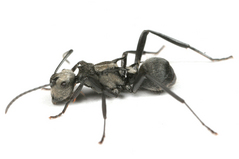 �������ȥ�ꥢ�Υȥ�����