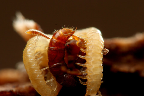 ノコギリハリアリ Amblyopone silvestrii