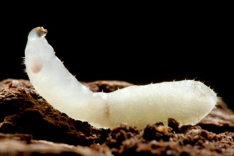 クワガタアリの蛹化