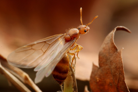 キイロシリアゲアリ Crematogaster osakensis