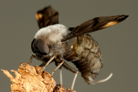 ツリアブモドキ