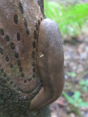 ���Х��ޥʥ᥯��