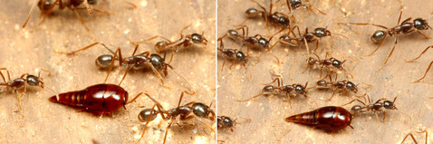 �ޥ륻���󥿥�����