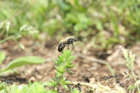 �����ʥ�����