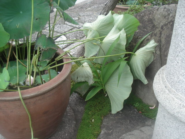 DSC03297