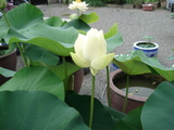 DSC02336
