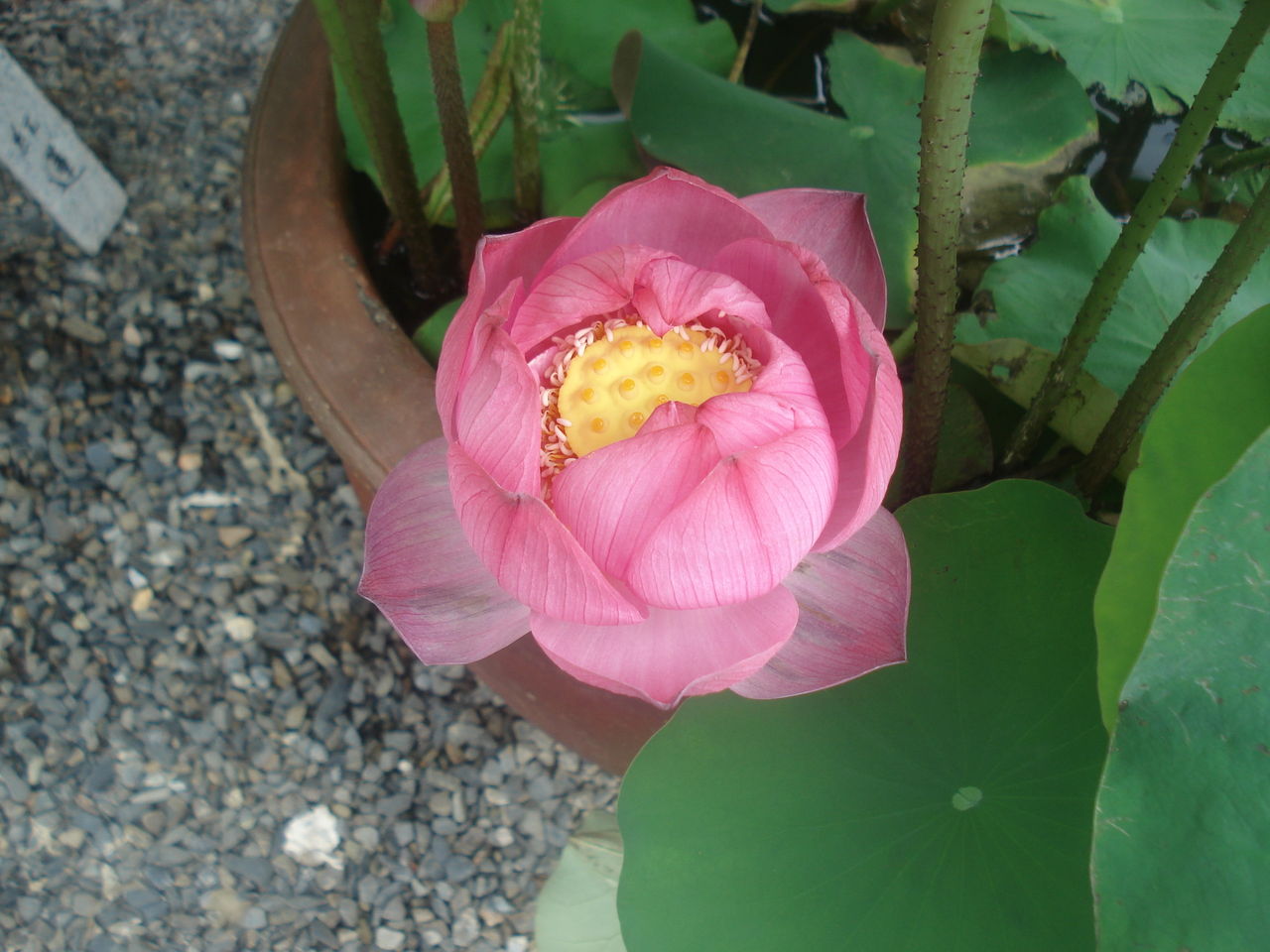 DSC03263