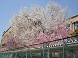 sakura