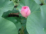 DSC01292