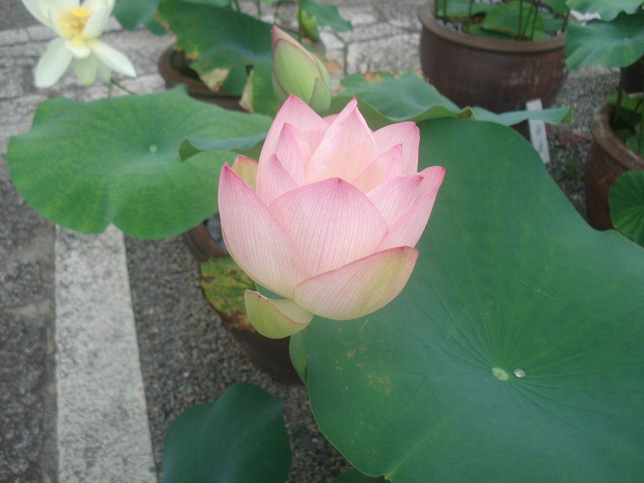 DSC03266