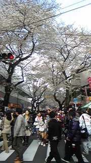 さくら通り♪