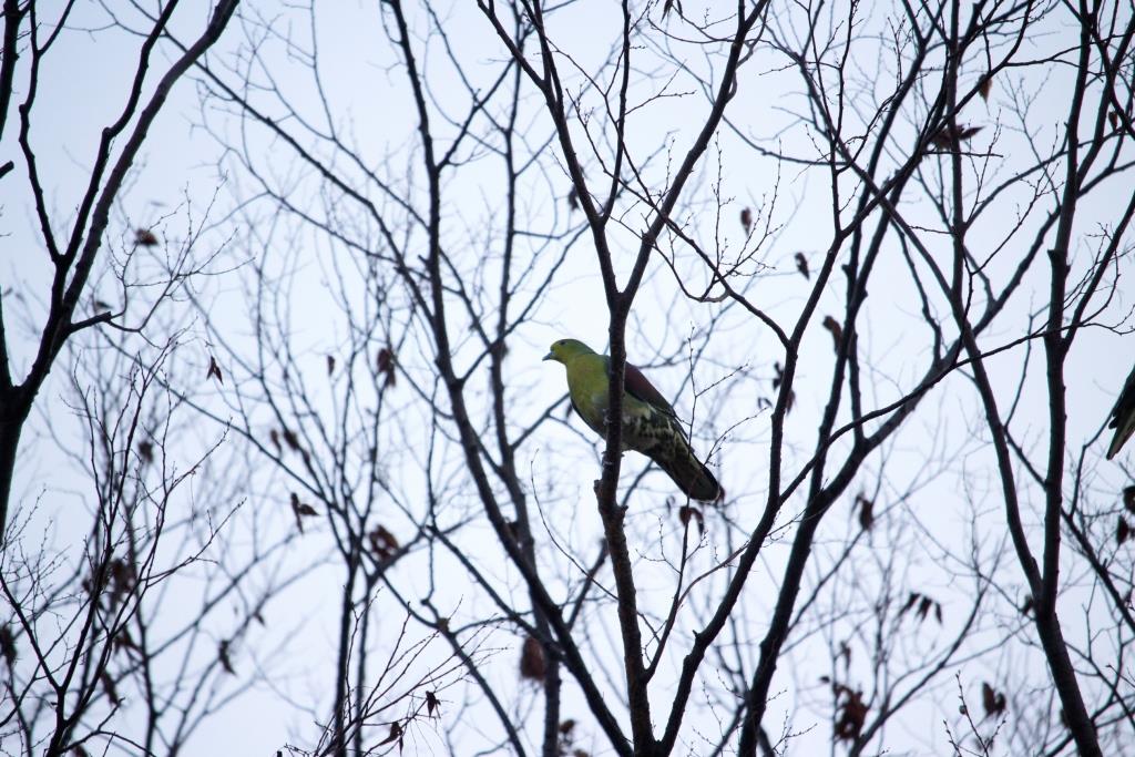朝♂