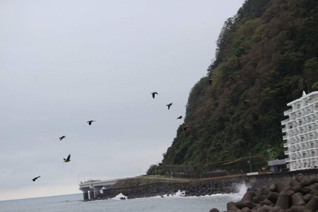 s_大崩海岸とアオバト