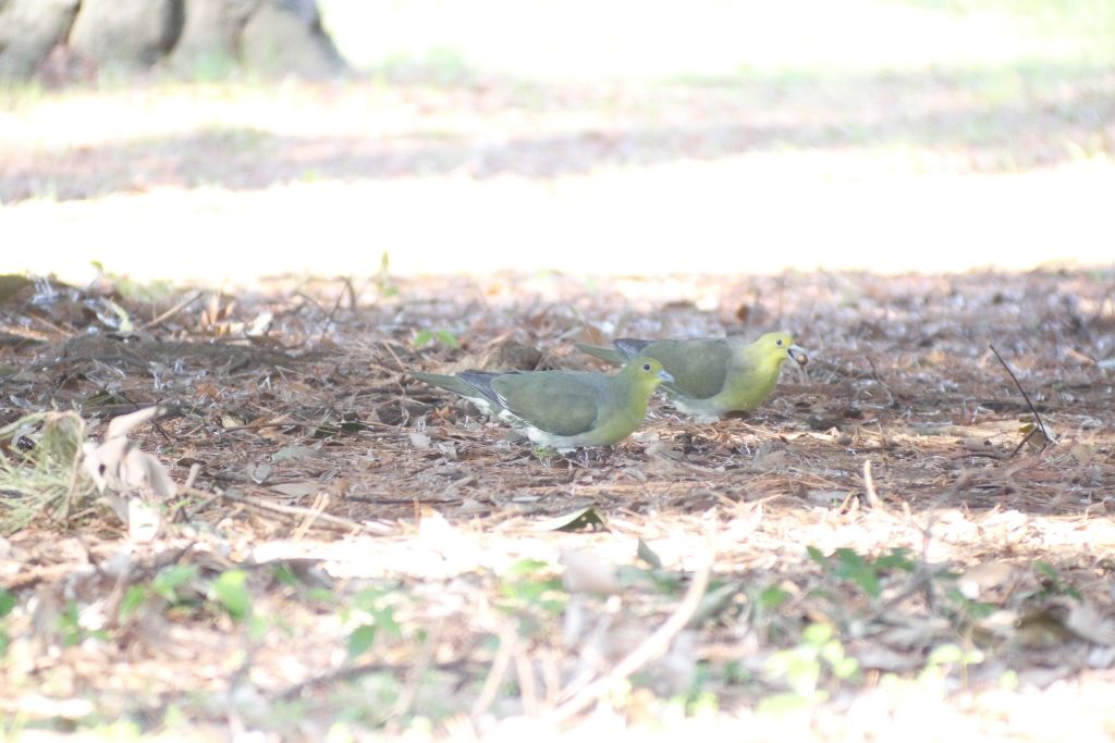31♀2降りる(京都御苑)