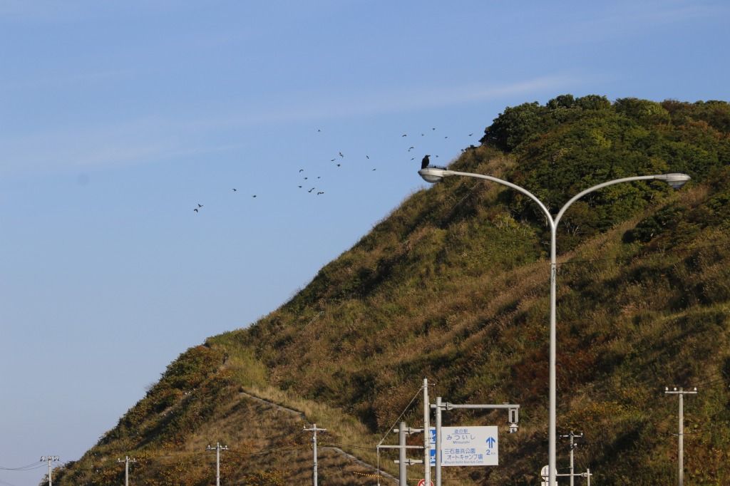 道の駅みついし2km看板の後ろに飛ぶアオバト
