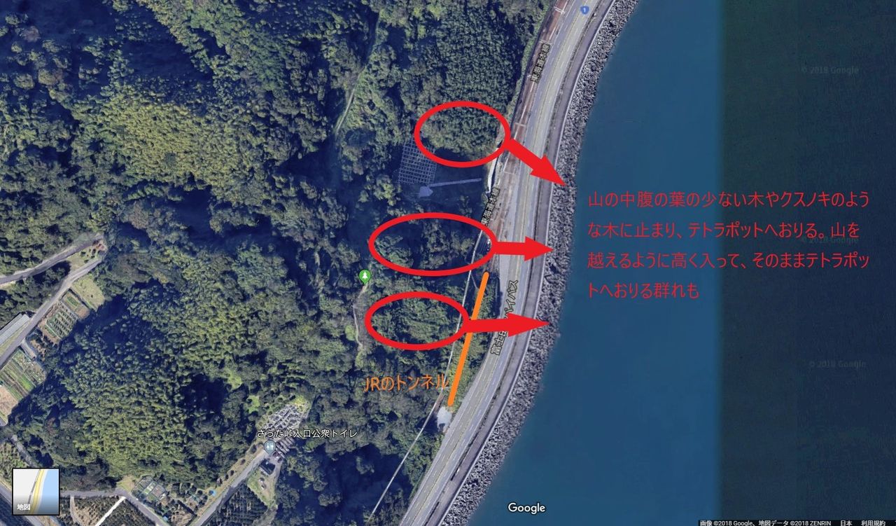 2018由比アオバト飛来地