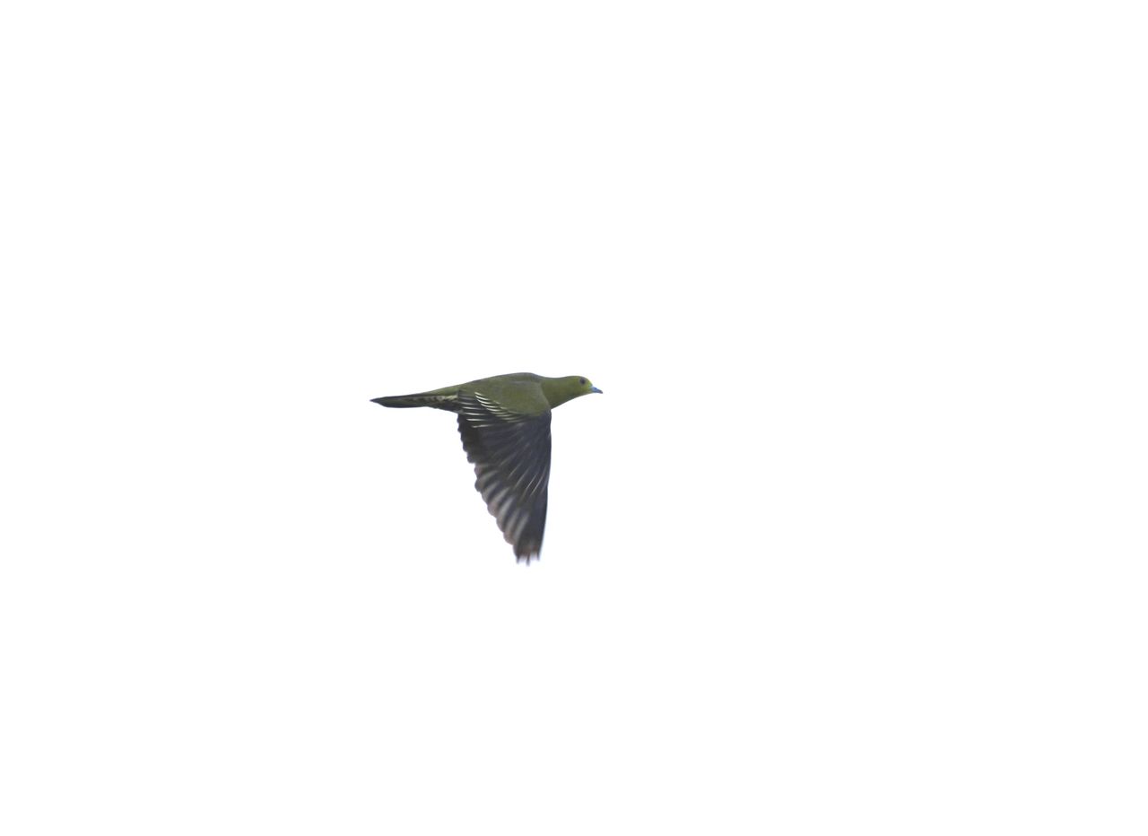 28アオバト♀