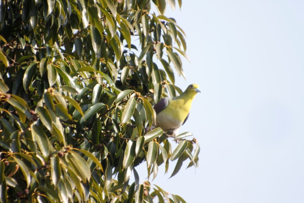22回目樹上採餌成鳥♂
