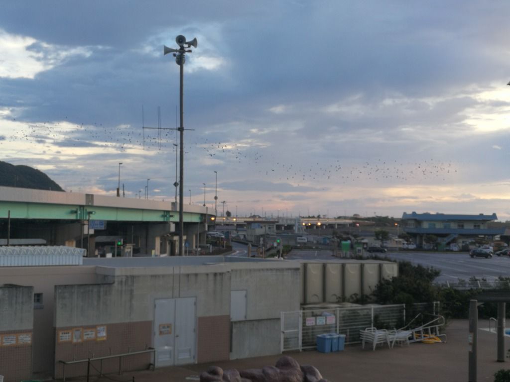 2018.9.10港を飛ぶ群れ
