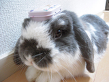 クルボーさんありがとう♪
