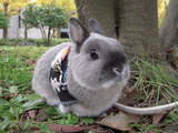 puchompa004