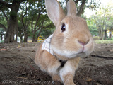 puchompa001