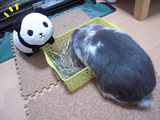 中華街出身パンダちゃん
