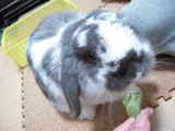 オヤツは葉っぱ