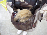 粒ちゃん