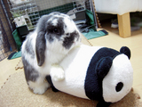 がっぷり