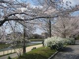 京都の桜