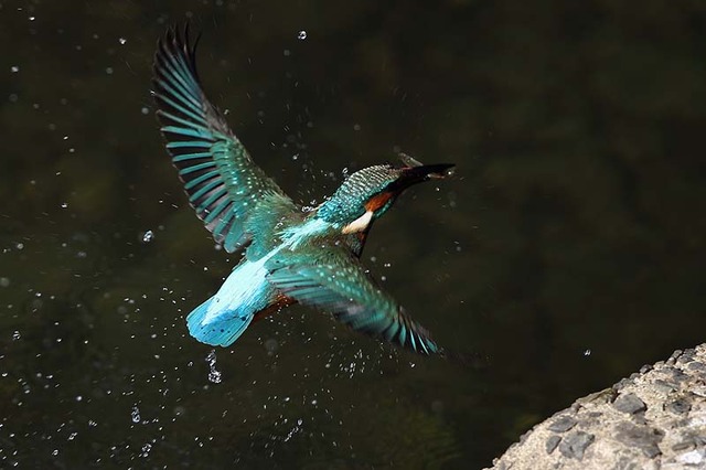 飛んでるカワセミ 8 : 青色鳥撮り