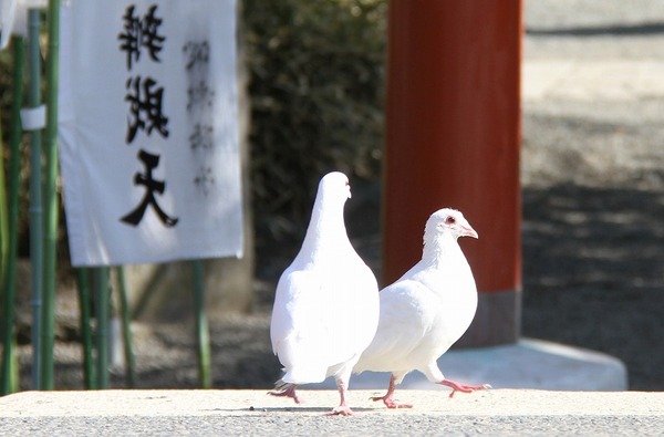 幸せを呼ぶ白い鳩(大) 幸せの白い鳩A 立体・オブジェ saekakomatsu 通販 12111794