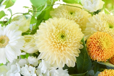 菊の花