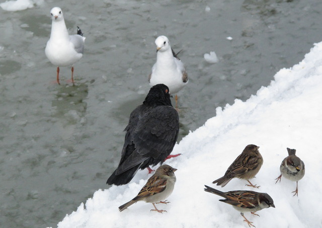 bird