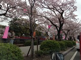 桜咲く小田原城