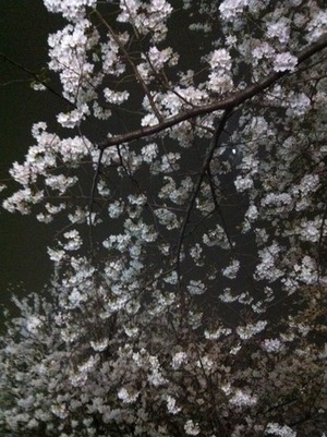 夜桜