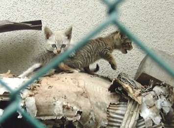 こねこ