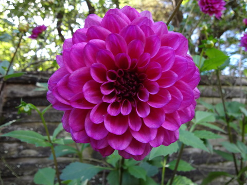 DSC00642