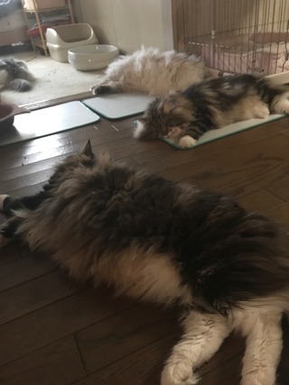 落ちてる2