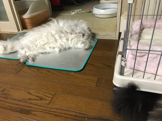 ケージ横には