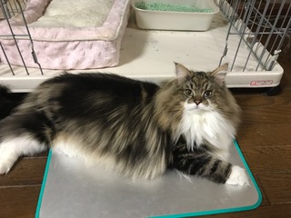 ティア