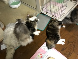 5猫