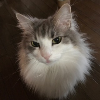 パルカ