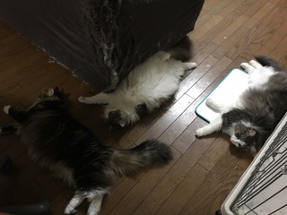 落ちてる