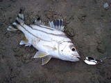 kuwagana20110513-2